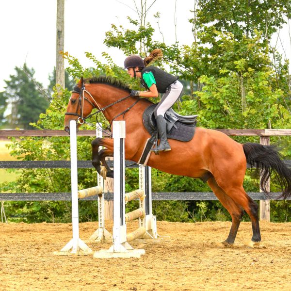 Horse-jumping.jpg